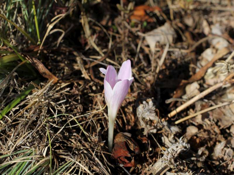 Colchicum alpinum subsp. parvulum / Colchico minore